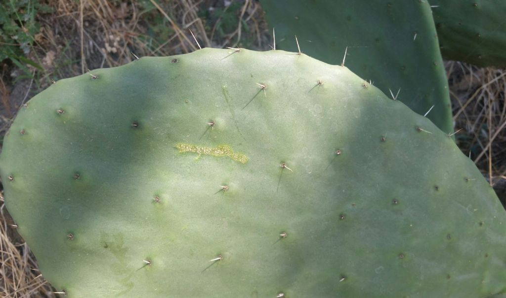 Opuntia ficus indica?